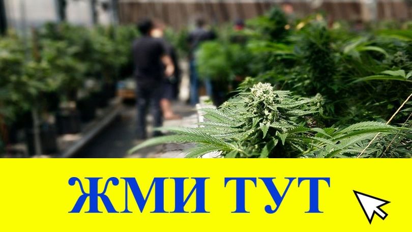 Купить наркотики в Грязовце